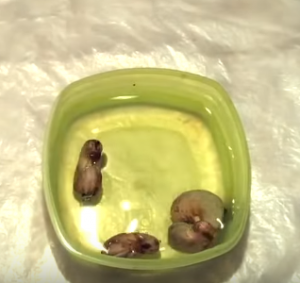 soaking cashew seeds with water