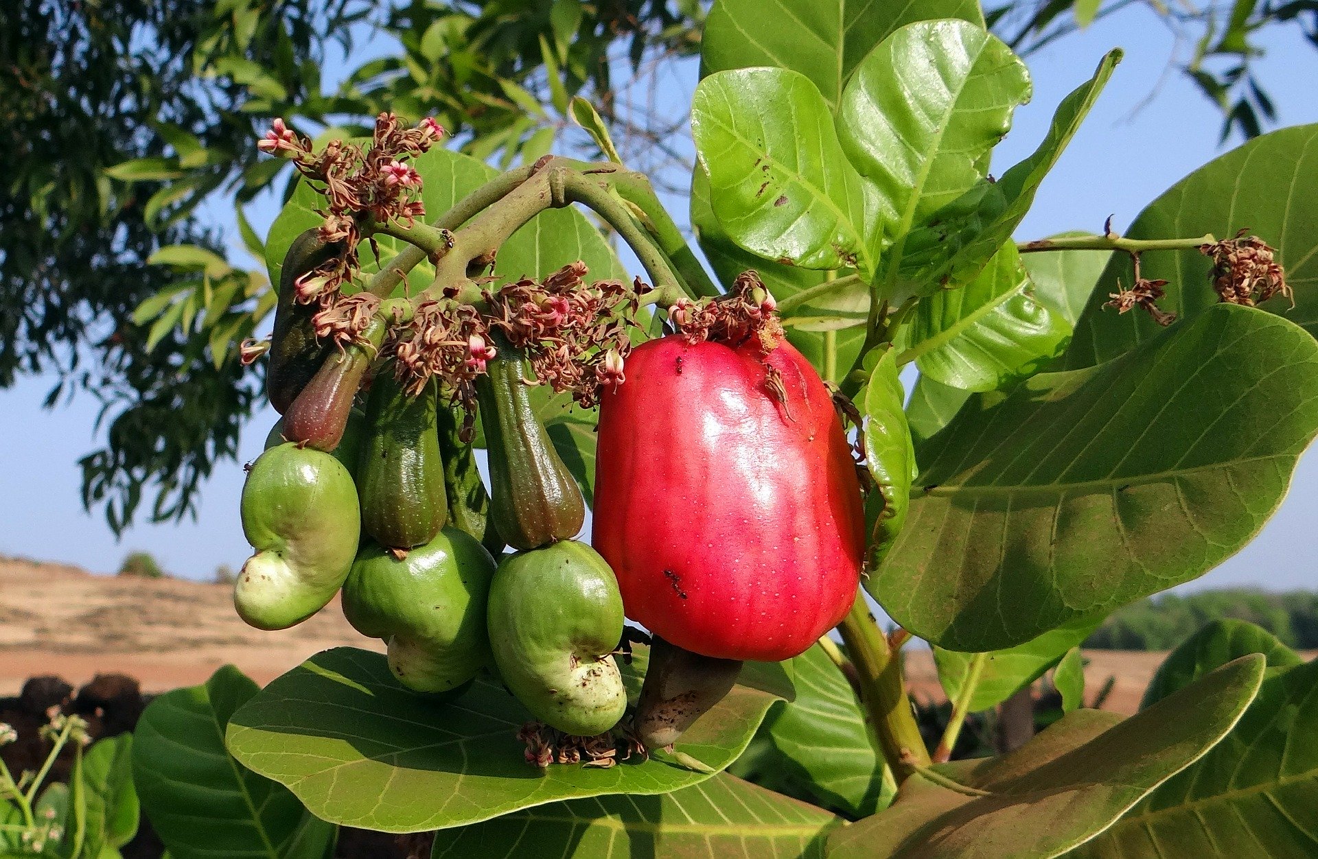 cashews grow on trees