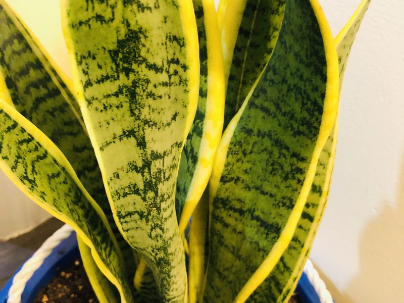 Benefits of Snake Plant: How to Grow and Care for Snake Plant