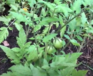 tomato plants, day 90