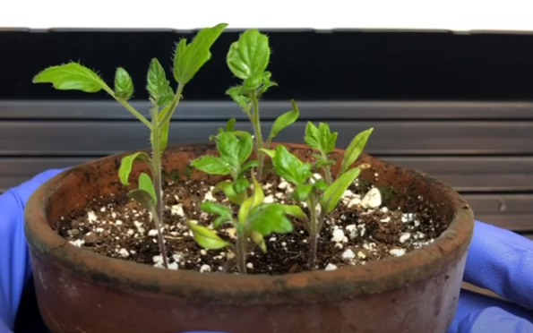 tomato plant, day 18