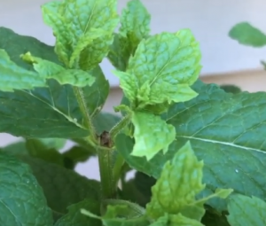 mint plant growing split branches after pruning