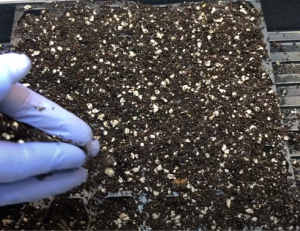 spreading growing medium on top of the lettuce seeds