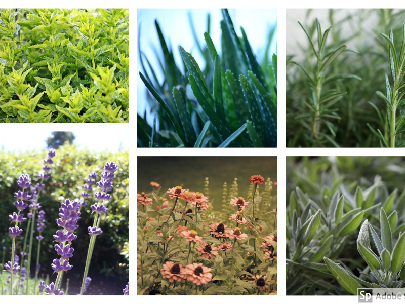 The Healing Garden: Top 12 Must Have Medicinal Herbs At Your Home Garden