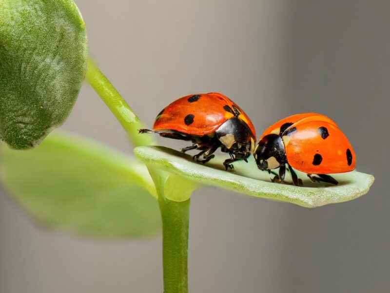 Beneficial insects on your backyard