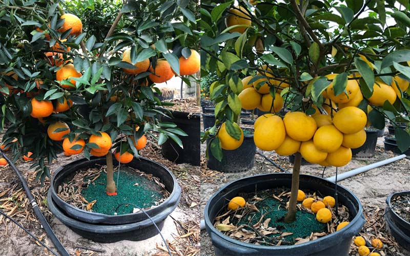 citrus plant