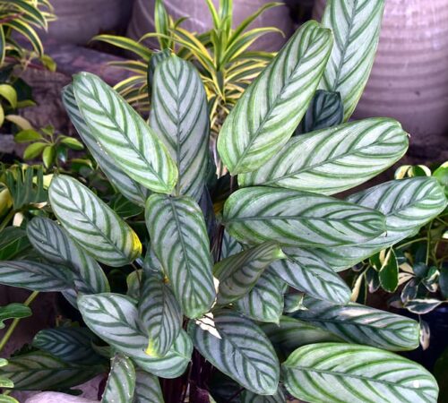 A perfect guide for caring and growing Calatheas plant