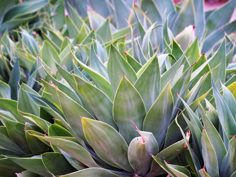 Everything You Should Know About The Agave Plant