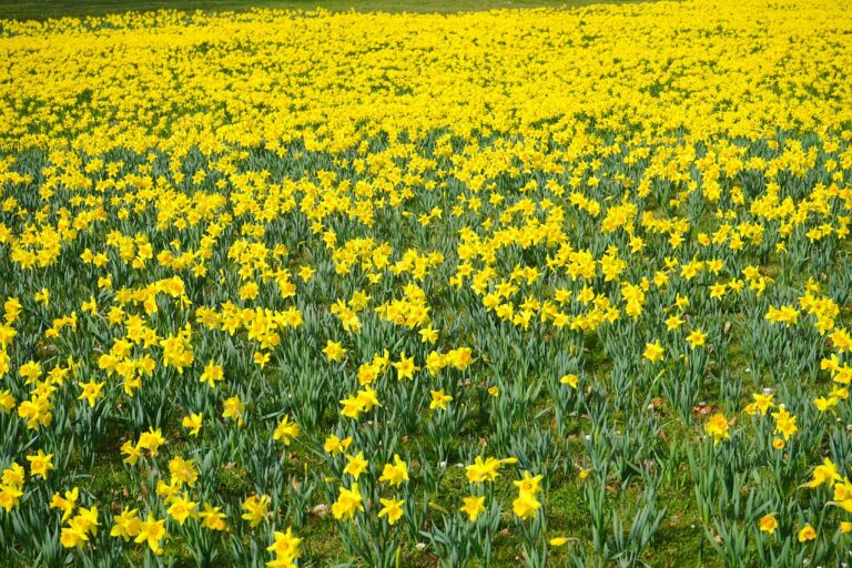 A GUIDE TO PLANT, GROW AND CARE FOR DAFFODIL PLANT - Lean Agro