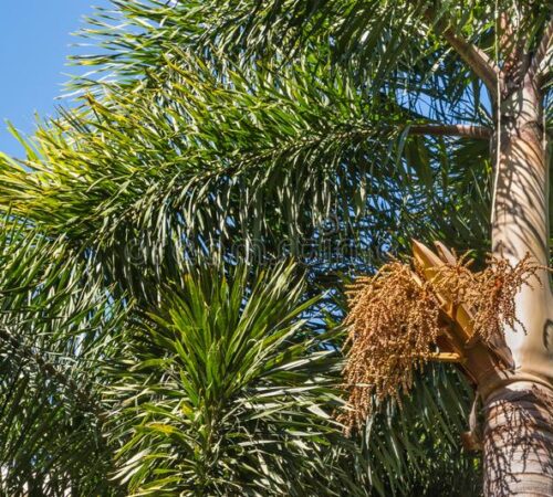A guide for growing foxtail palm and its proper care.