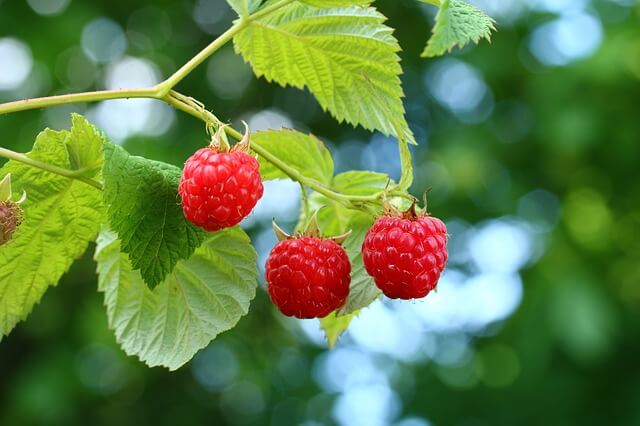 Raspberry- one of the easiest backyard fruit and learn more about it.
